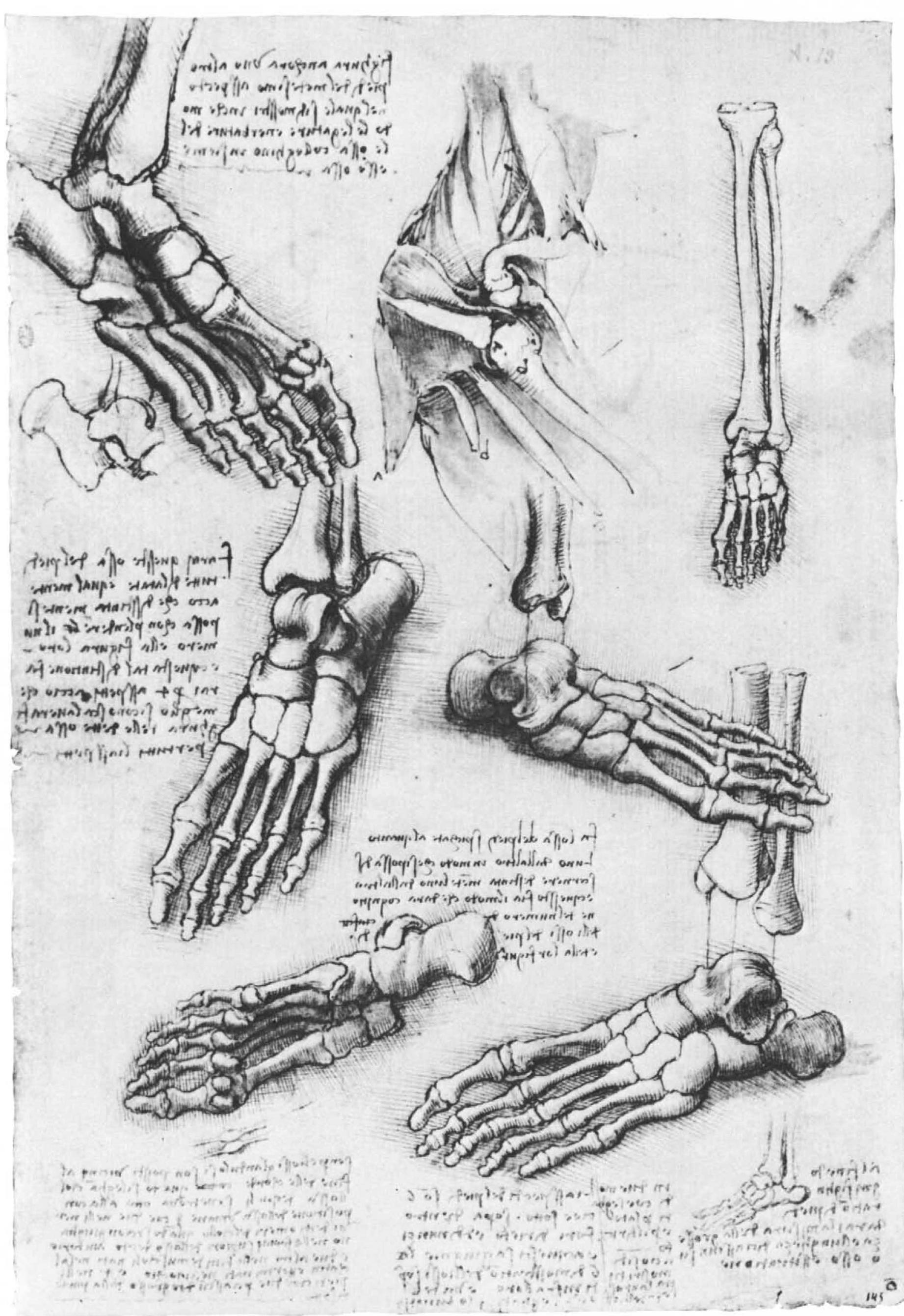 Figure 72 Leonardo da Vinci : anatomical drawings