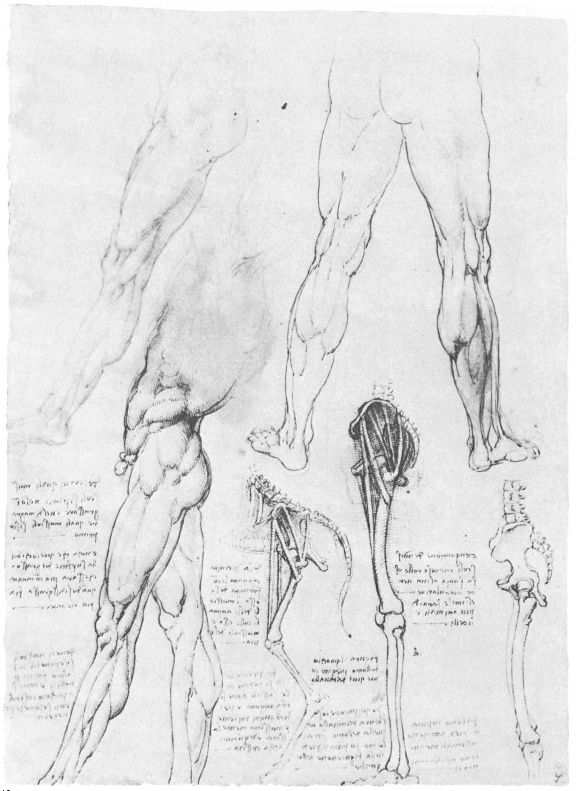 Figure 84 Leonardo da Vinci : anatomical drawings
