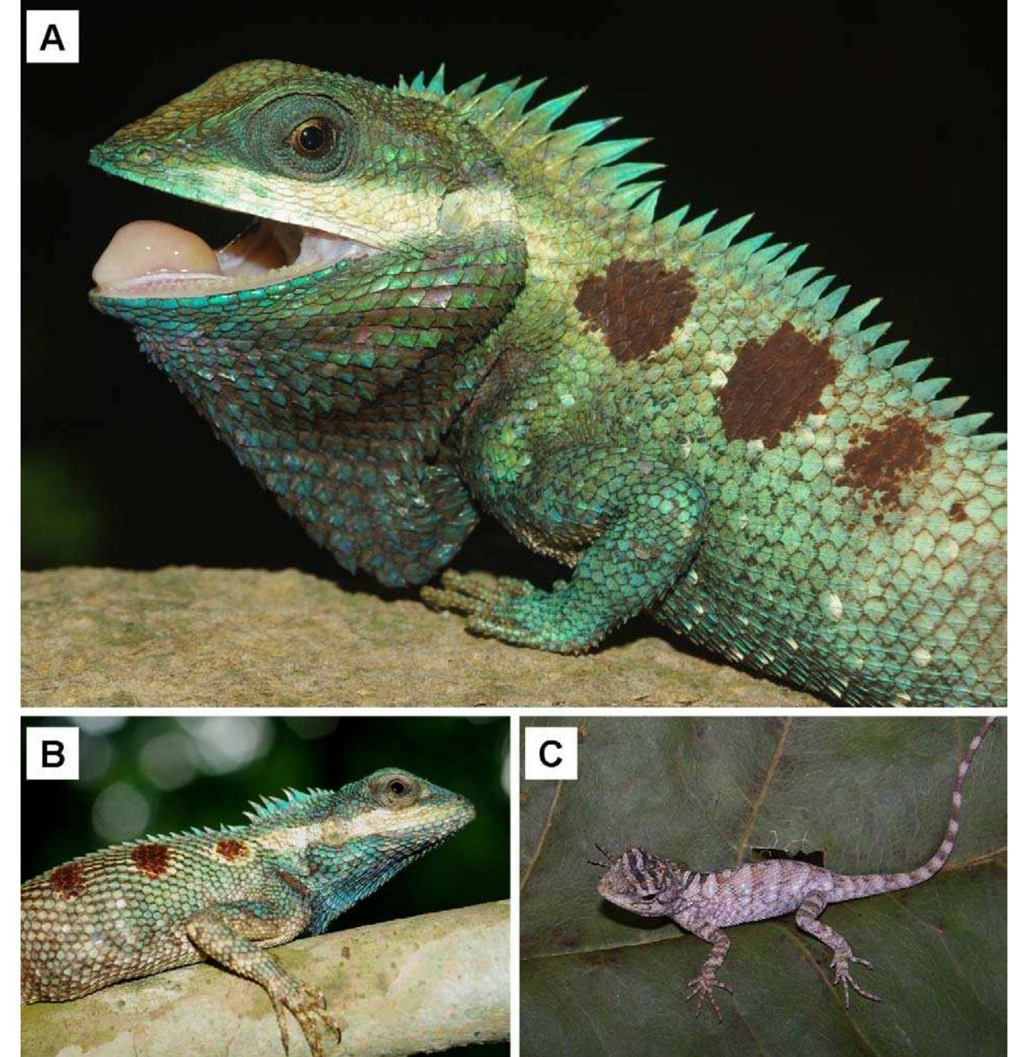 A new species of the genus Calotes Cuvier, 1817 (Squamata: Agamidae ...