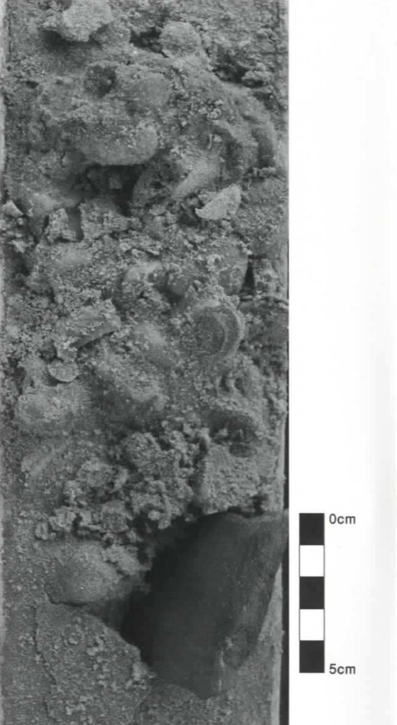 Fig. 6. Photograph of a sectioned core; tsunami-layer featuring shell, pebbles and an amphora sherd (B. Goodman).  Se ee a Fig. 6. Photograph of a sectioned core by tsunamis in 502 and 551. A purely qualitative over-  tsunami-layer featuring shell, pebble view of the sources suggests that July 9, 551 was truly nd an amphora sherd (B. Goodman).  exceptional. The event is described, in dramatic terms and at unusual length, in the thre near-contemporary accounts of Malalas, Agathias and John of Ephesus,” and it continue to feature in subsequent histories and chronicles. As late as the 12th c., Michael the Syria1 still gave pride of place to 551 in his descriptions of natural disasters, as had Theophane  in the 9th c. and Kedrenos in the 11th c.?> The apparent gravity of that episode makes it th 