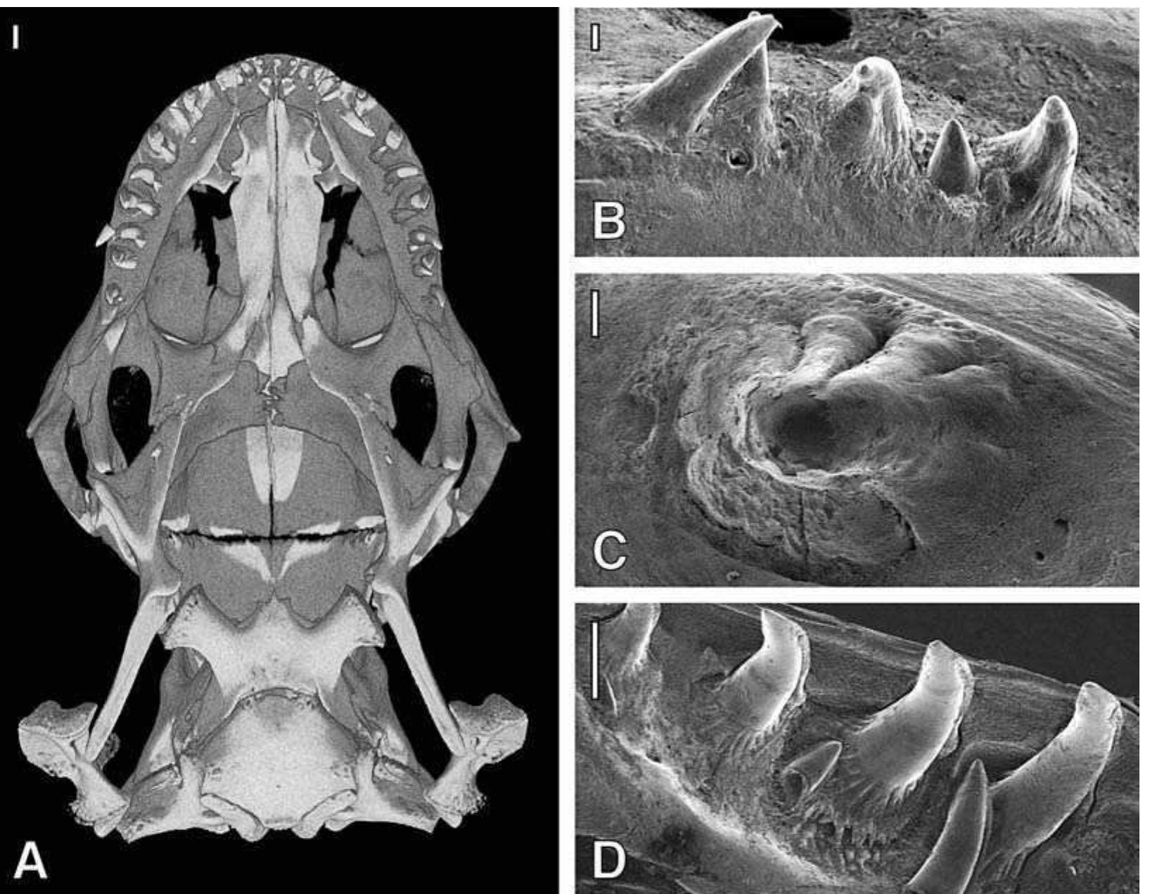 Figure 17 - from The palatal dentition in squamate reptiles: