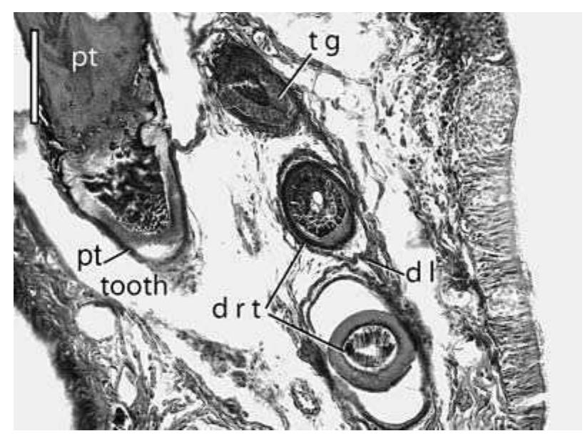 Fic. 27. transverse section of right pterygoid of c.