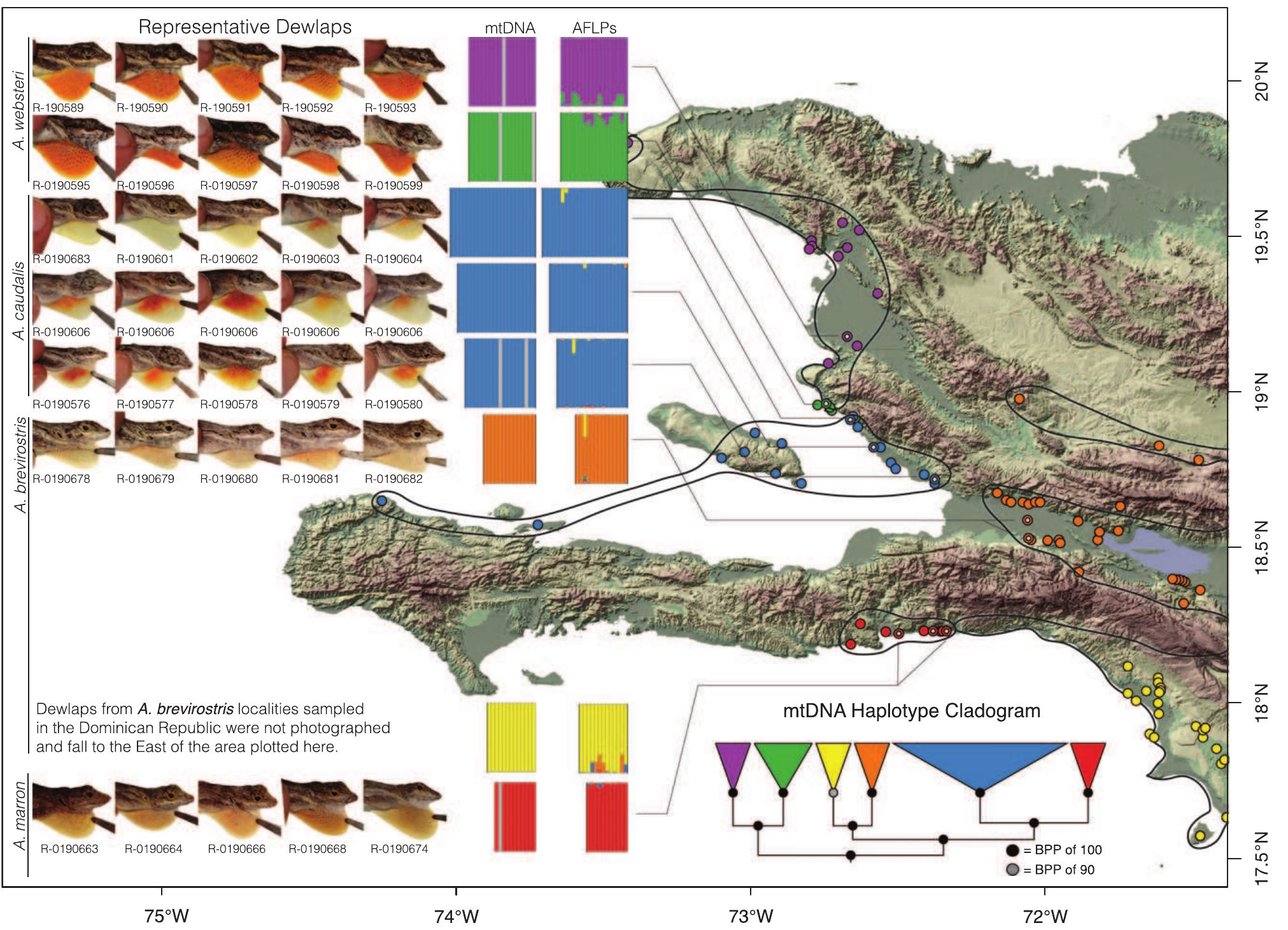 Distribution of haitian trunk anoles and the phenotypic and
