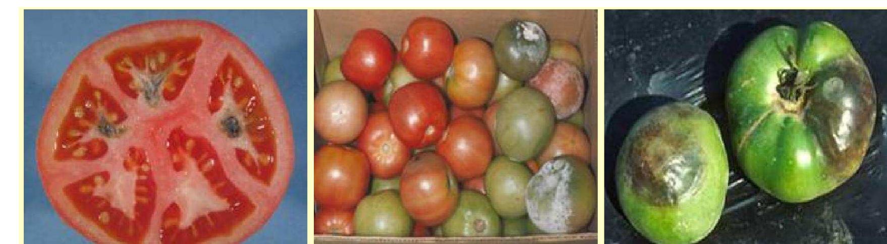 Figure 3 - Post Harvest Diseases of tomatoes
