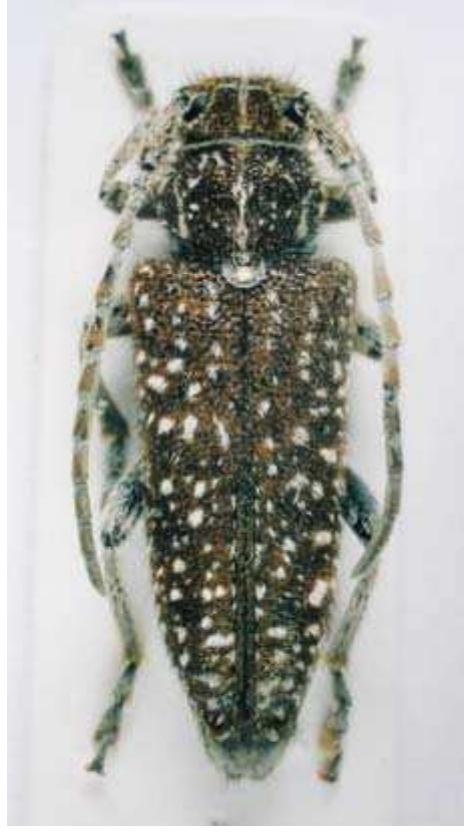 Fig. 11. Pilemia halperini (Holzschuh, 1999) 
