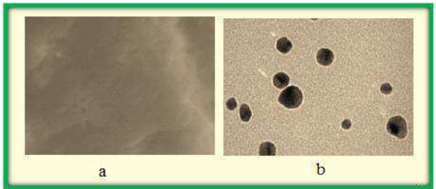 (PDF) GREEN BIOSYNTHESIS OF SILVER NANOPARTICLES USING MORINGA OLEIFERA ...