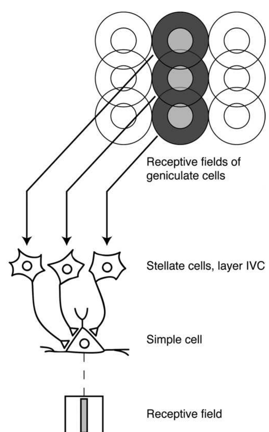 Figure 5 - from Visual System