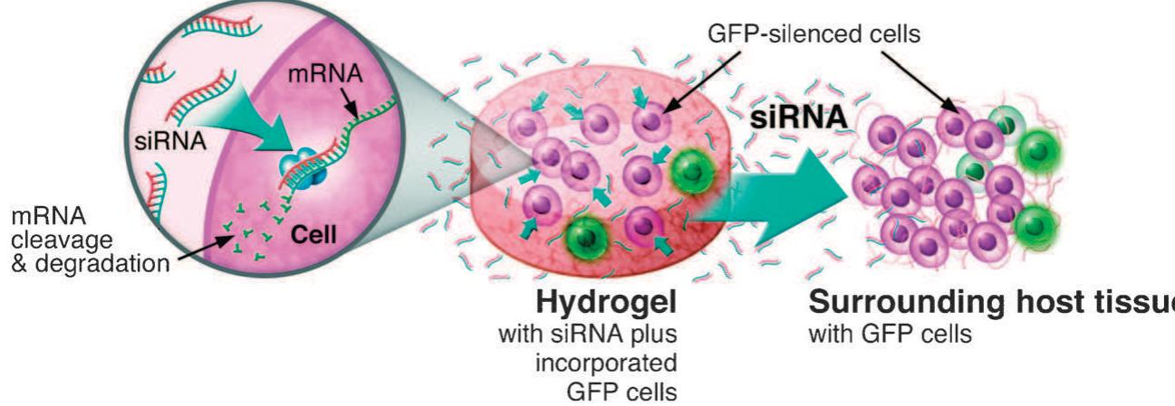 Figure 2 - from Injectable and biodegradable hydrogels: