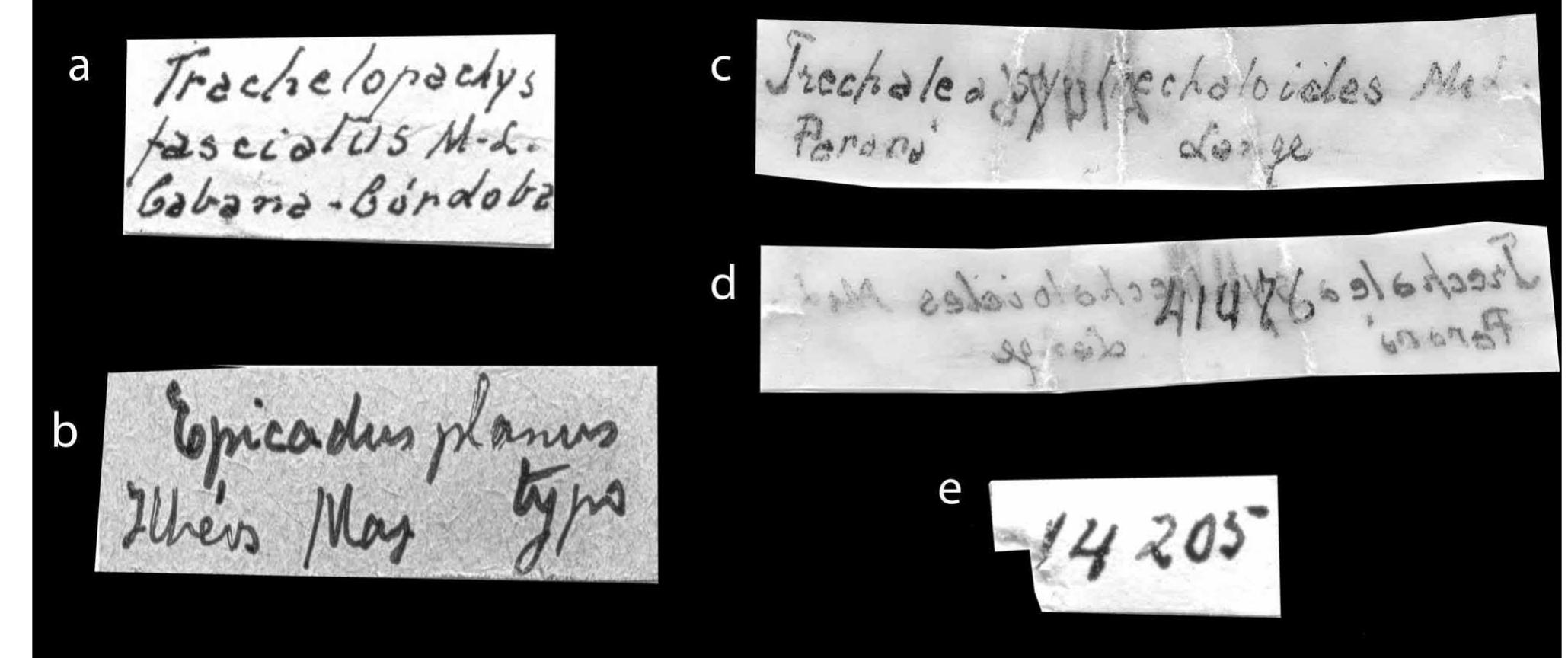 A-e: samples of labels handwritten by mello-leitao: 1a.