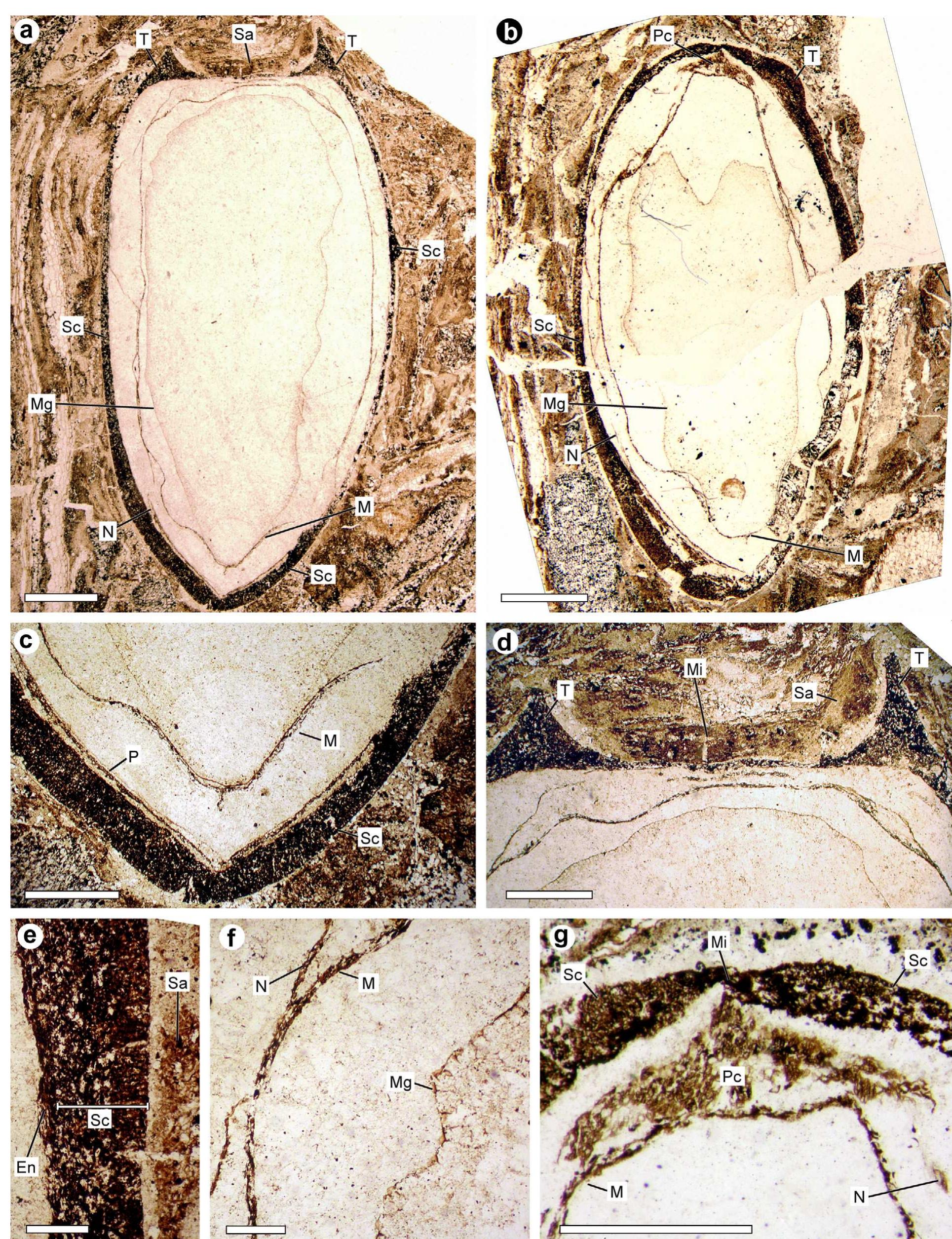 Lopingian Fish Schematic diagrams showing gross morphology of species of