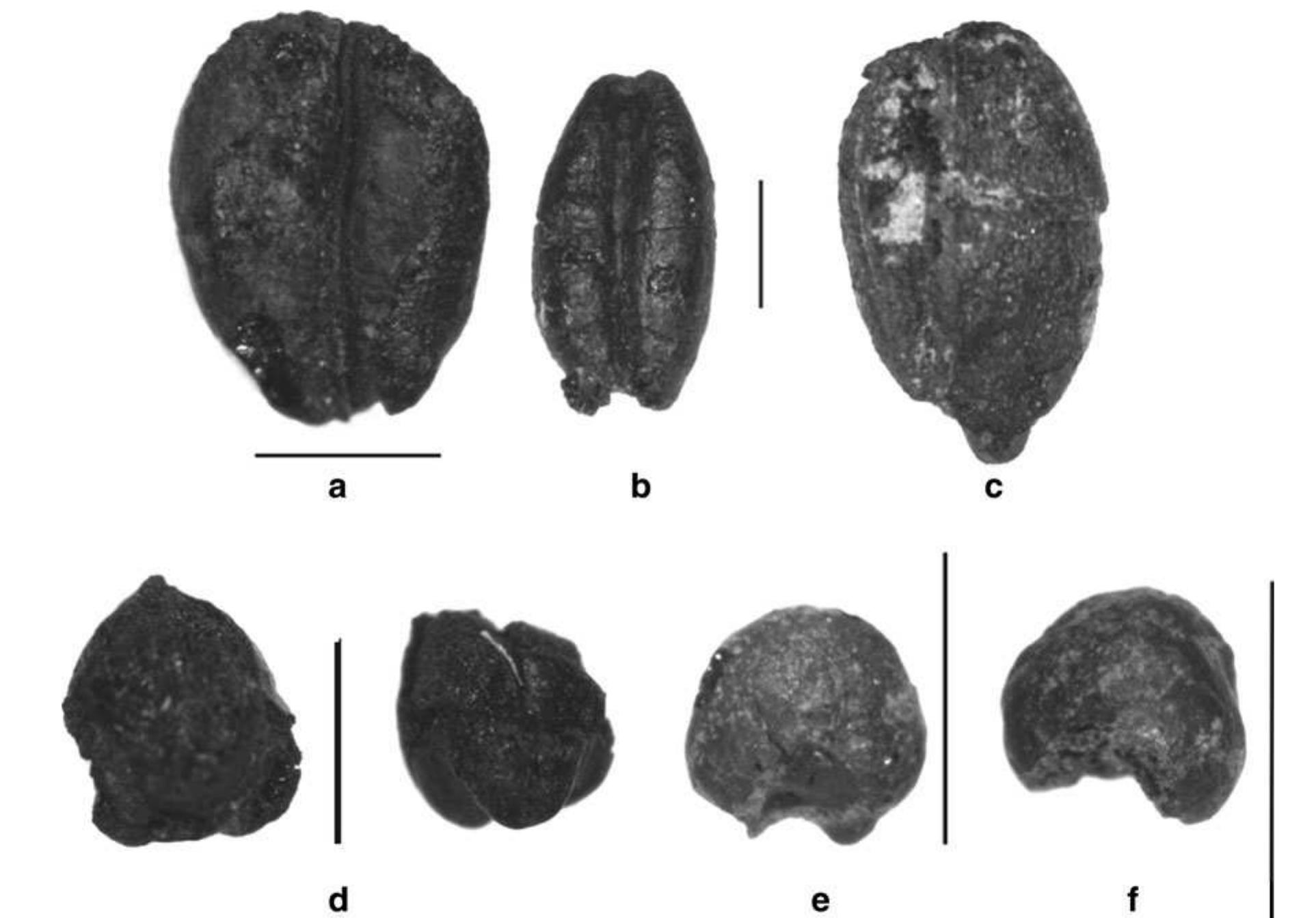 Fig. 3 Examples of seeds of the main domesticates unearthed from sites discussed in the text: a wheat from Kyung-lung; b and c barley from Kyung-lung; d Fagopyrum sp. from Kyung-lung; e broomcorn  millet from Karuo; f foxtail millet from Karuo; /ines are scales of 1 mm All specimens are charred 