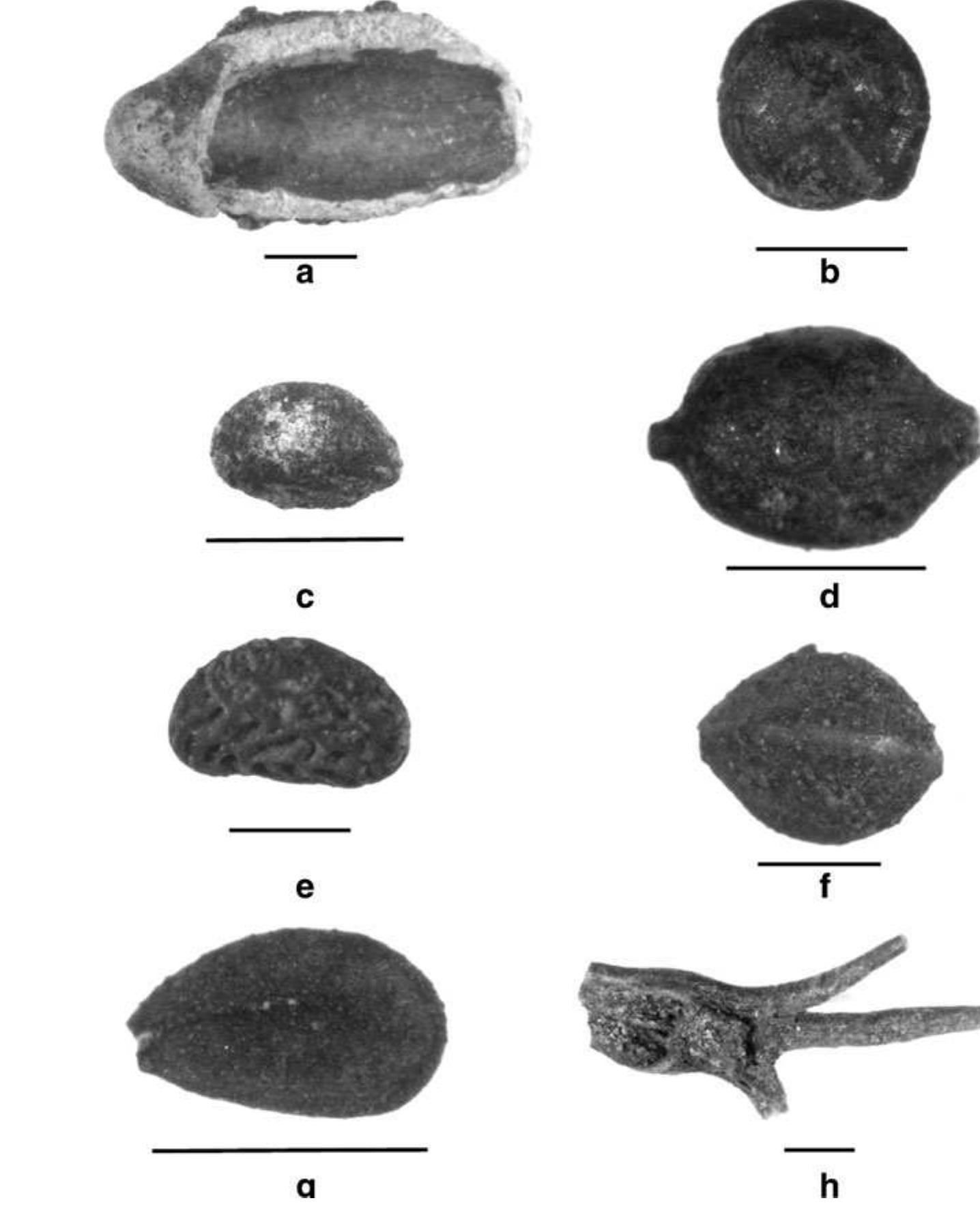 native to southwestern C 2003). The small size of the Fagopyrum nutlets found at Kyung-  lung makes it Relatively litt  though it is generally accepted th  ikely that i  e is known about  southwest China or the  distribution o  hina and the Himalaya (Li and Hong  is a wild species that grew in the area.  buckwheat domestication, al- at it took place somewhere in  Himalaya, which is supported by the  wild mem!  bers of tl  he genus (Ohnishi 1998). The  ability of buckwheat to grow on sandy and poor-quality soils and the relatively short number of growing degree days required by this crop (Table 2) mean that it is well adapted to the upland environments that characterize the Himalaya (Edwardson  1995). 