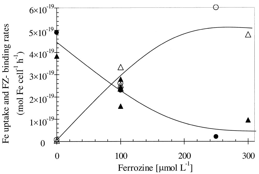Schematic illustrations of the (a) fe’ and (b) fe(ii)s