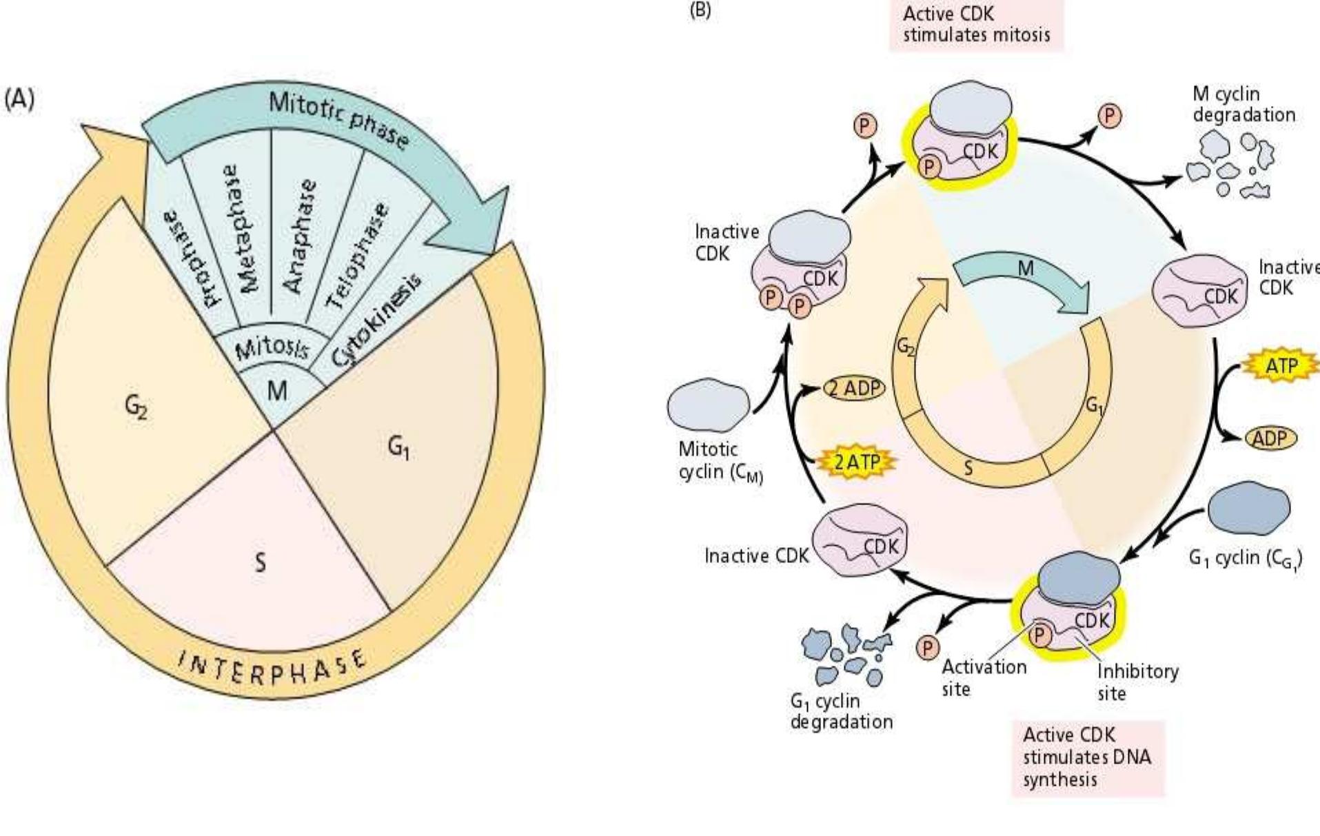 - geological time scale showing origin of green plants