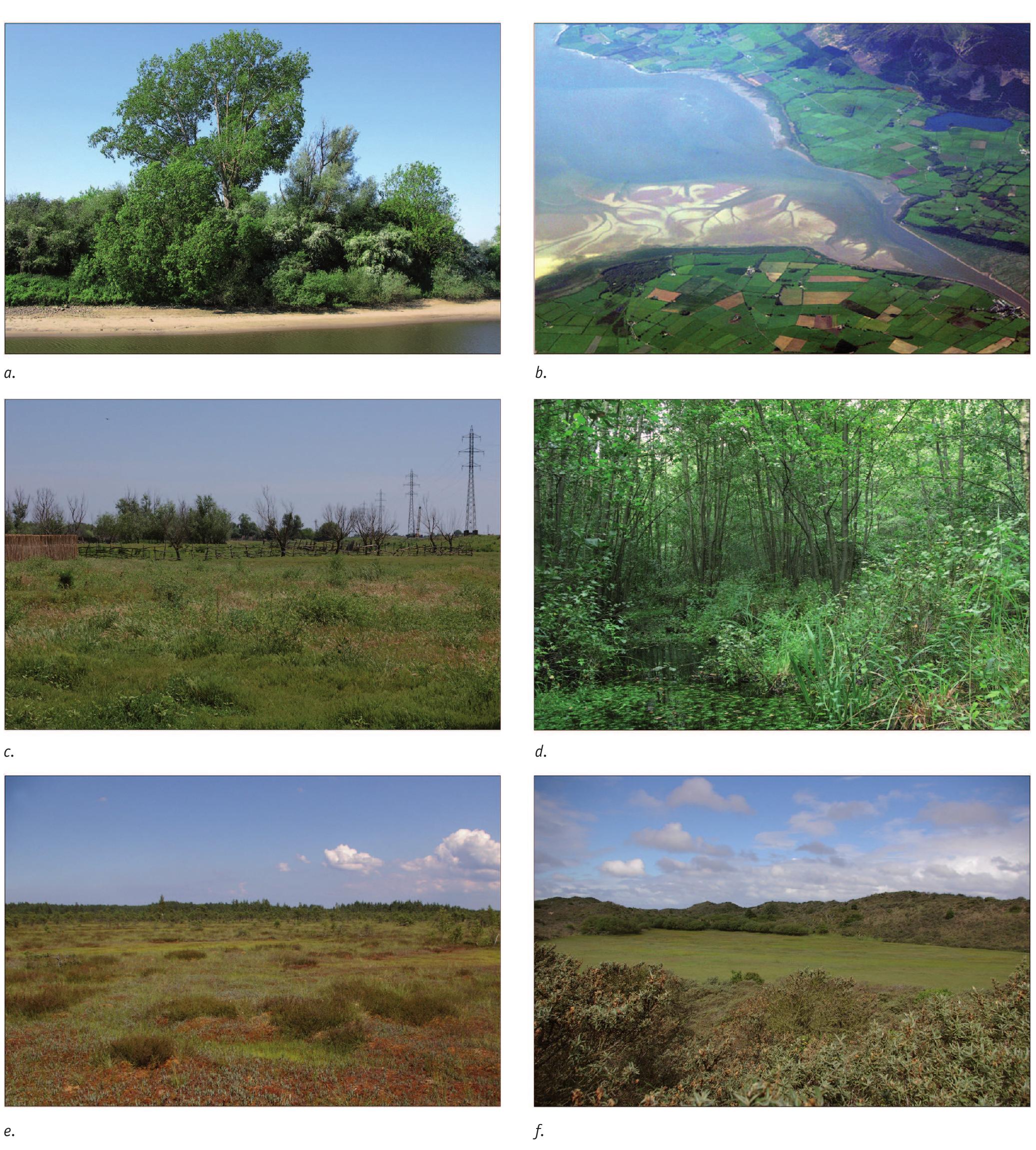 probably contained fewer sandbanks (Aarts, 2012). Between Alphen aan de Rijn and Leiden, the river probably had two channels that successively divided and merged over a length of around 15 kilometres. In between these channels, stable islands around one kilometre wide and two to three kilometres in length were present. Approximately two kilometres west of  Valkenburg, the river graded into a funnel-shaped estuary with a mouth just over two and a half kilometres wide. As in all estuaries, tidal channels separated by sandbanks were present in the centre and flanked by muddy flats and salt marshes dominated by halophytic herbaceous plants. (Fig. 5b; Reading & Collins, 2006).  2stuaries, tidal channels separated by sandbanks were present  channels that successively divided and merged over a length of 