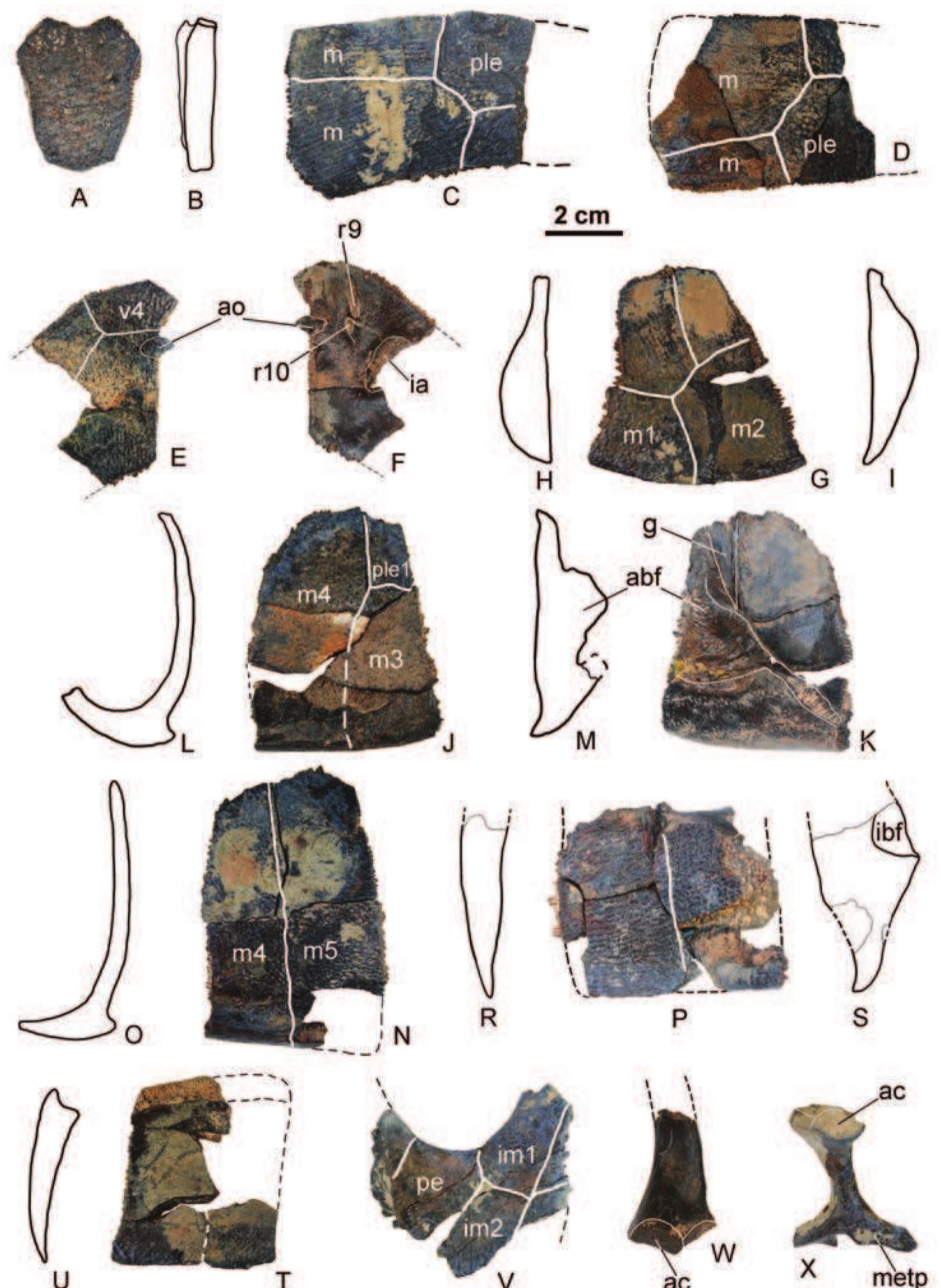 Adocus Shell (PDF) NEW MATERIAL AND PHYLOGENETIC POSITION OF ADOCUS BOSTOBENSIS, A ...
