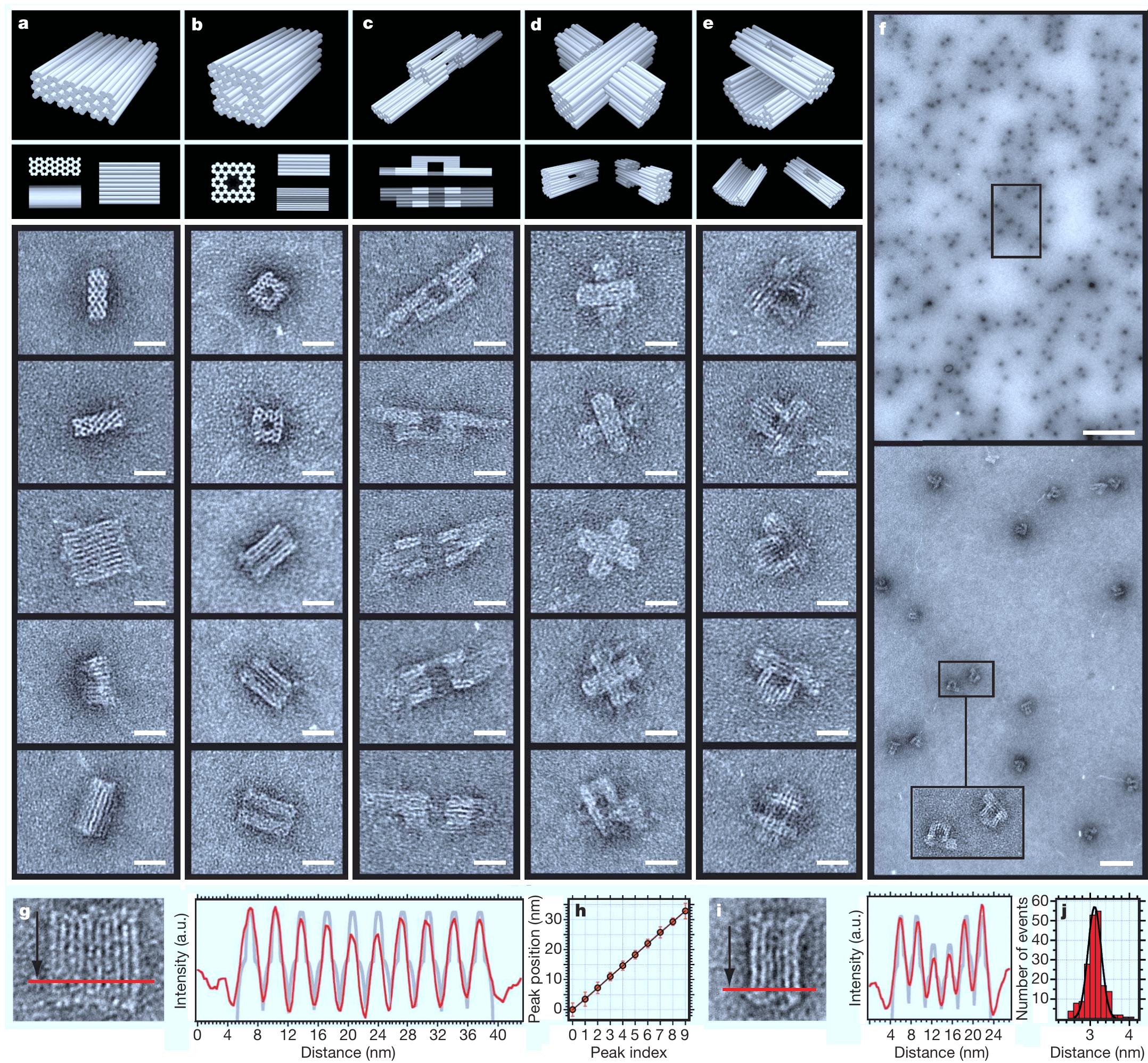 (PDF) Self-assembly of DNA into nanoscale three-dimensional shapes