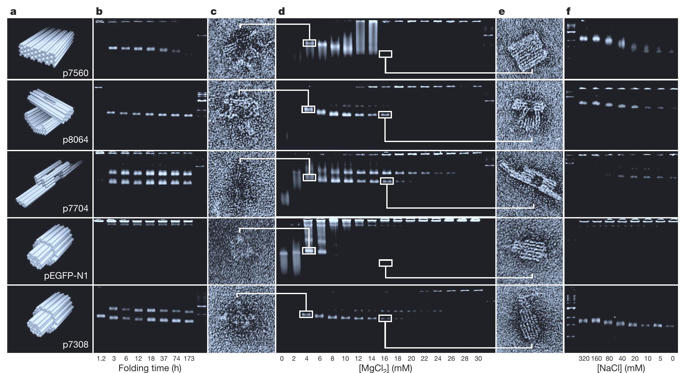 (PDF) Self-assembly of DNA into nanoscale three-dimensional shapes