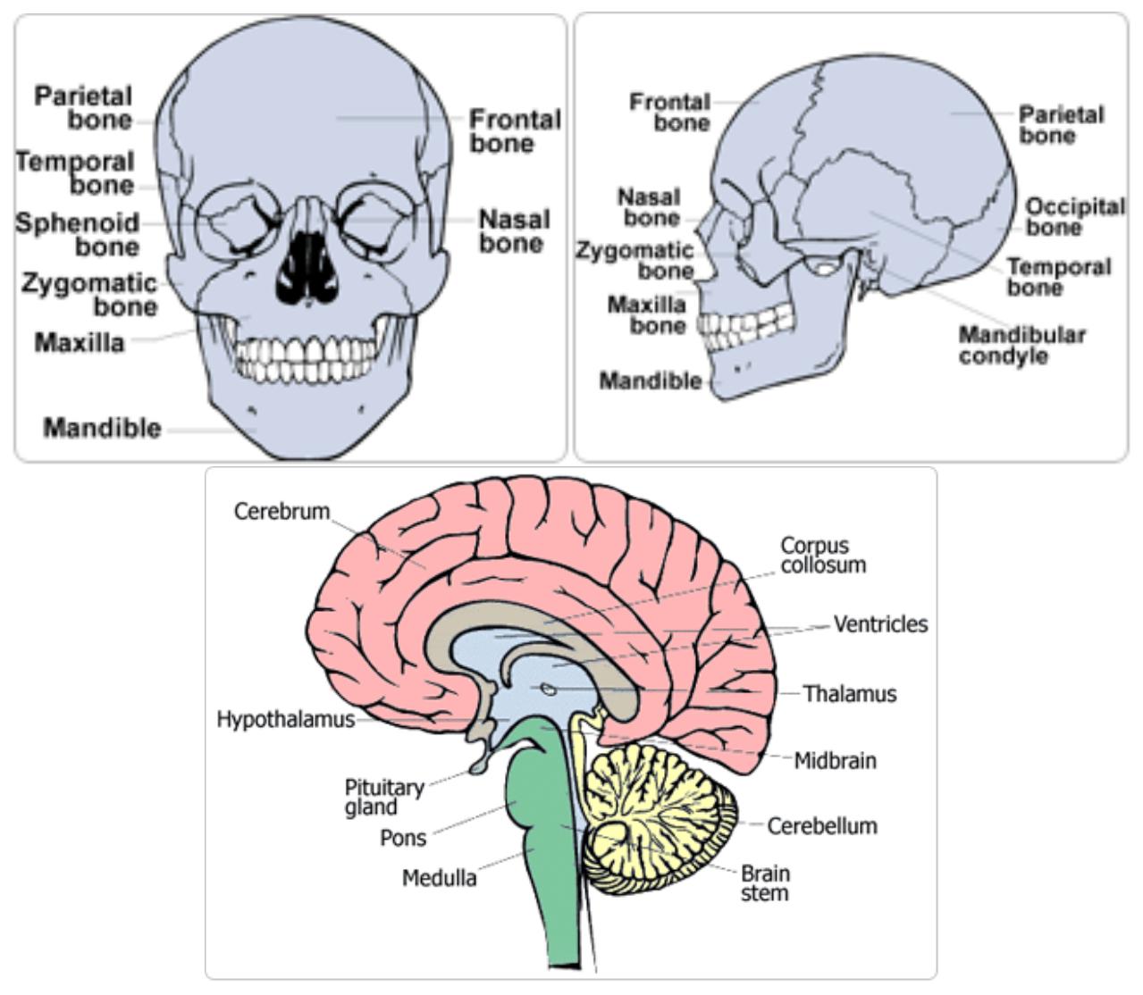 17: anatomical structure of the head and brain [ama, 1998].