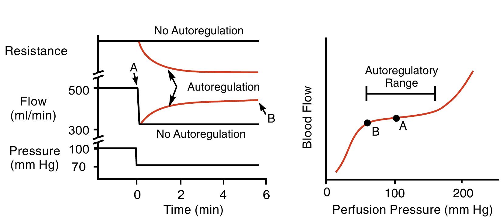 -3 autoregulation of blood flow. the left panel shows that