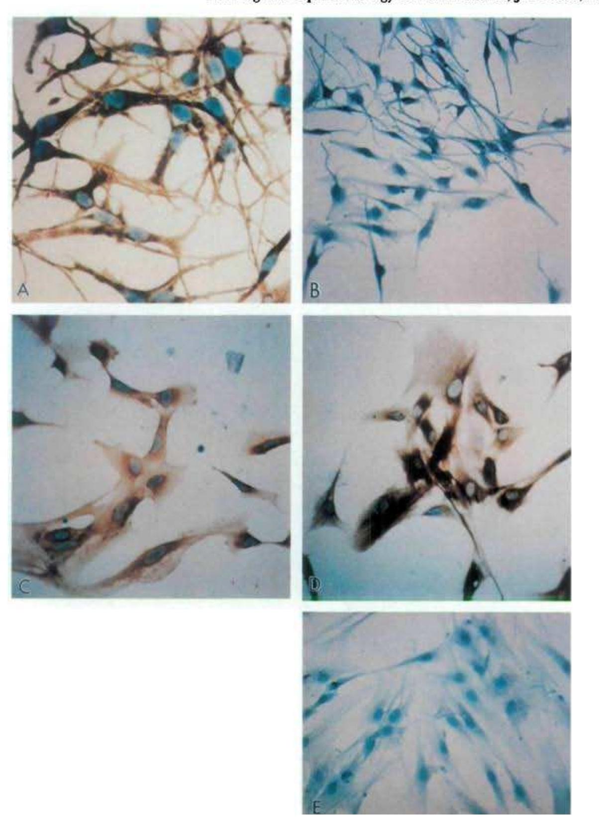 Figure 4 - from Studies of Human Uveal Melanocytes In Vitro: