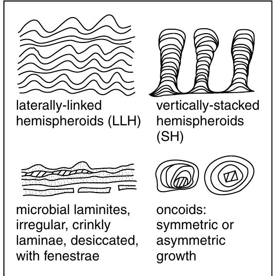 48 four common microbial (stromatolitic) structures: domal,