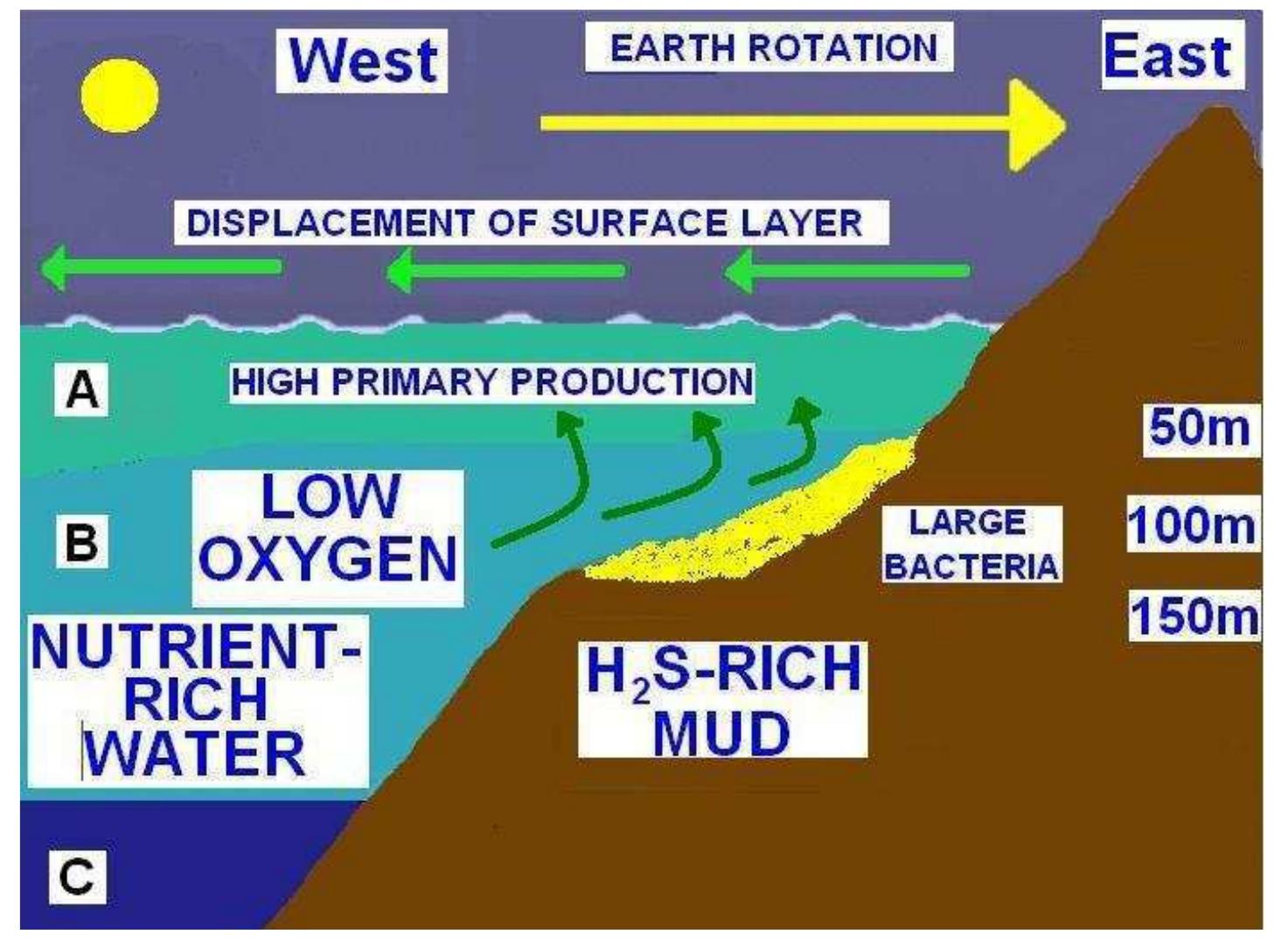 Ward Rotation Figure 12 - from Large multicellular filamentous bacteria