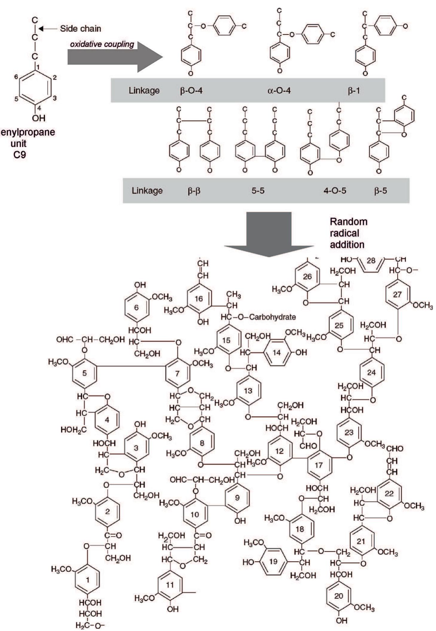 11 the formation of lignin from monolignol (phenylpropane)
