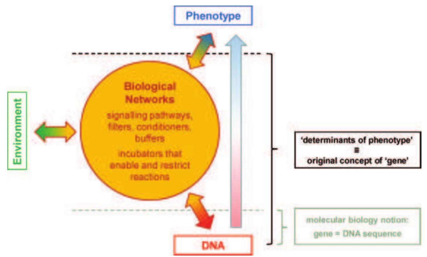 gg ee RENEE SARS EAE ES Se Se Swe Cn aE oe Po i Sinmealaalleaeas neat ieee leanne aati nat ans nataaaeeeeie ‘wnencalaataatibes™ 2) ean lian air aaeacla a eileen ea |) a ee RO ee  logical and biochemical understanding  This diagram represents the interaction between genes (DNA sequences), environment and phenotype as occurring through biological networks. The causation occurs in both directions between all three influences on the networks. This view is very different from the idea that genes ‘cause’ the phenotype (right hand arrow). This diagram also helps to explain the difference between the original concept of a gene as the cause of a particular phenotype and the modern definition as a DNA sequence. For further description and analysis of the ideas behind this diagram see Kohl et a/. (2010) from which the diagram is reproduced. Reprinted by permission from Macmillan Publishers Ltd: Clinical Pharmacology and Therapeutics 88, 25-33; ©2010 .  Another way of stating the claims of this article is that they are twofold: first, that neo-Darwinism is, at the least, incomplete as a theory of evolution. Second, that the selfish gene idea adds nothing since it is essentially empty. These are separate claims, even though in the minds of many biologists neo-Darwinism and the selfish gene idea are not always clearly distinguished. Neo-Darwinism is capable of falsification. Indeed, in its original form as a complete theory, it has already been falsified. We now need to admit processes outside its remit, so that it needs to be extended (Woese & Goldenfeld, 2009; Pigliucci & Muller, 20100).  I start with a clarification of the relationship between neo-Darwinism, the Modern Synthesis and the selfish gene idea. Neo-Darwinism (a term introduced by the physio- logist Georges Romanes (1883)) and its development (see Pigliucci & Muller, 2010a for the relevant history) into the Modern Synthesis (Huxley, 1942) as a gene-centred view of evolution can of course be stated without reference to the selfish gene idea. Neo-Darwinism is the term popularly used, even today, for the synthesis between Darwin’s theory of evolution by natural selection and the assumption that the variations on which selection acts are produced solely or primarily by gene mutations, though the term Modern Synthesis is more correct since Romanes coined the term neo-Darwinism before Mendel’s work on genetics was rediscovered. The Modern Synthesis adds discrete (Mendelian) inheritance to neo-Darwinism. Alternatives to the Modern Synthesis include: symbiogenesis, the idea that major steps in evolution, such as the formation of eukaryotes and multicellular organisms, resulted from cooperation and/or fusion between different organisms; horizontal gene trans- fer within and between organisms (Woese & Goldenfeld, 