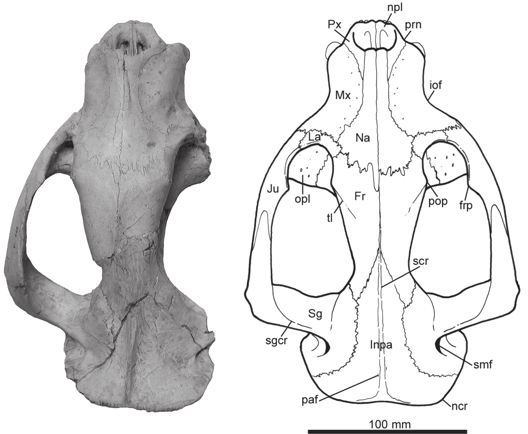 PDF) Osteology of Arctodictis sinclairi (Mammalia, Metatheria