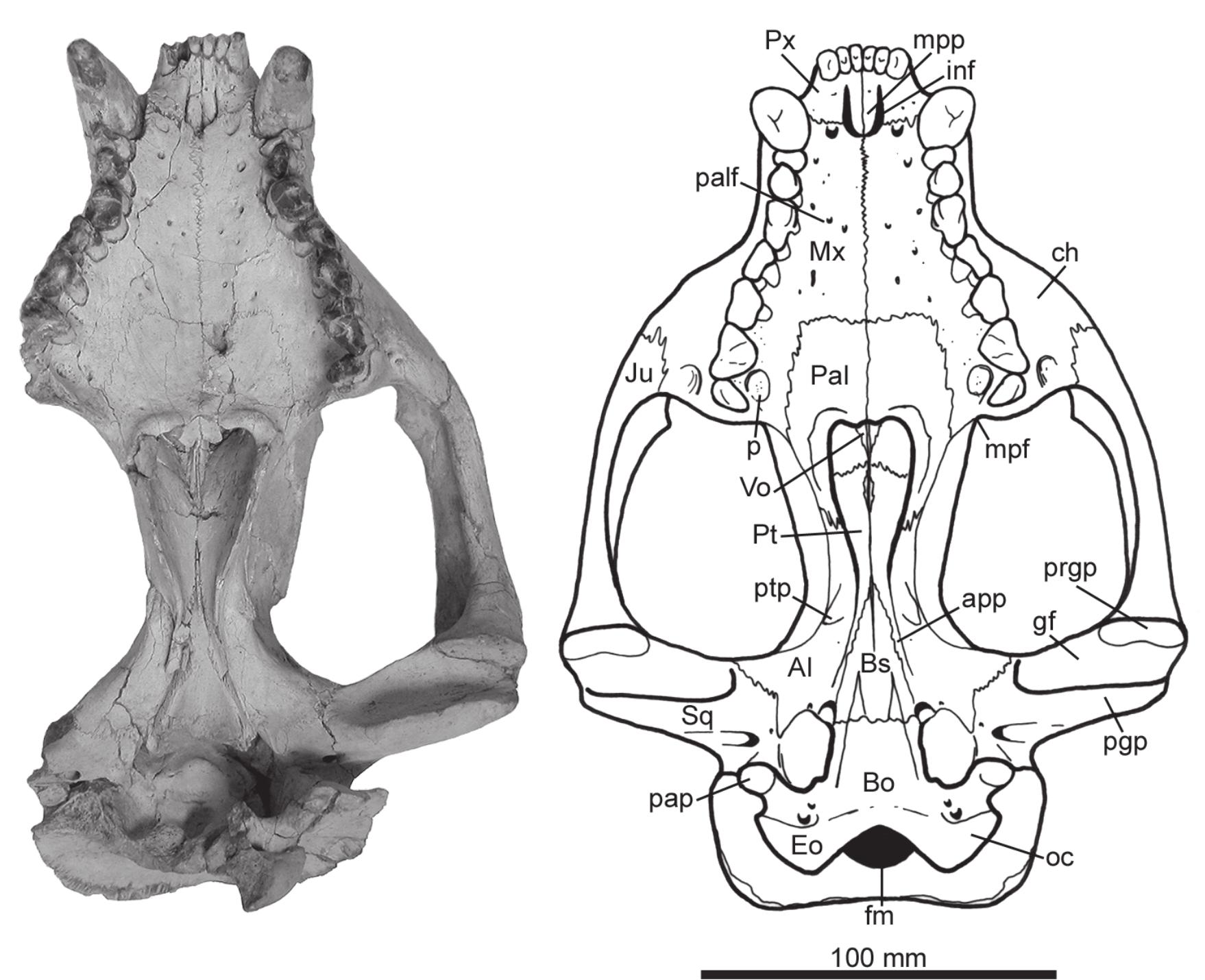 PDF) Osteology of Arctodictis sinclairi (Mammalia, Metatheria