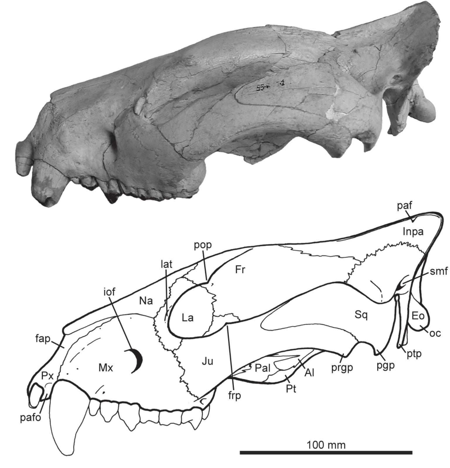 PDF) Osteology of Arctodictis sinclairi (Mammalia, Metatheria