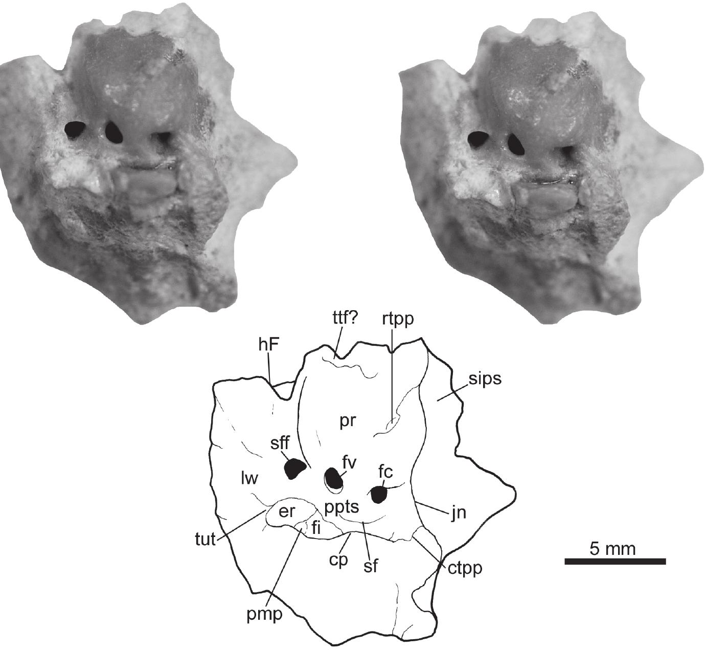 PDF) Osteology of Arctodictis sinclairi (Mammalia, Metatheria
