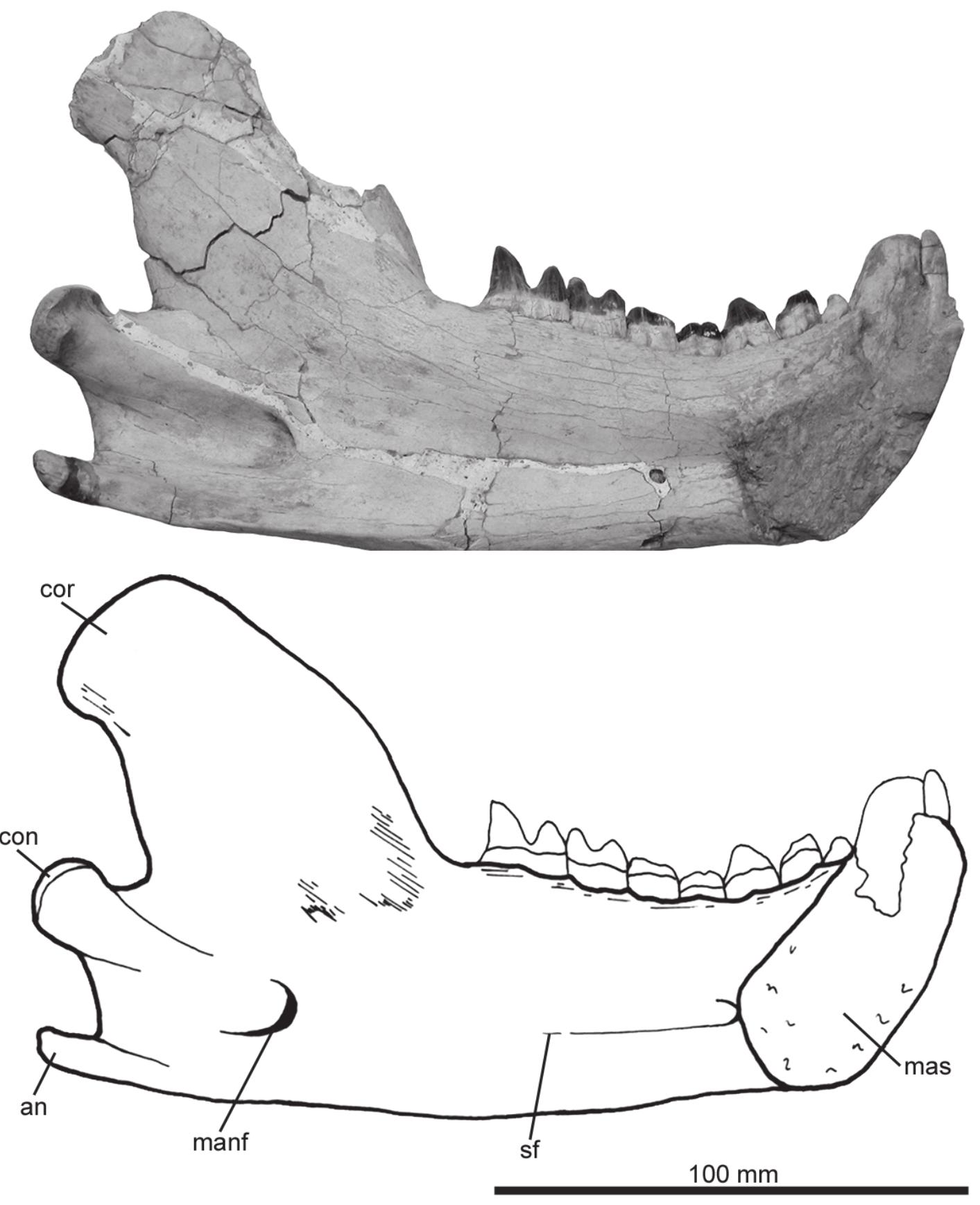 PDF) Osteology of Arctodictis sinclairi (Mammalia, Metatheria