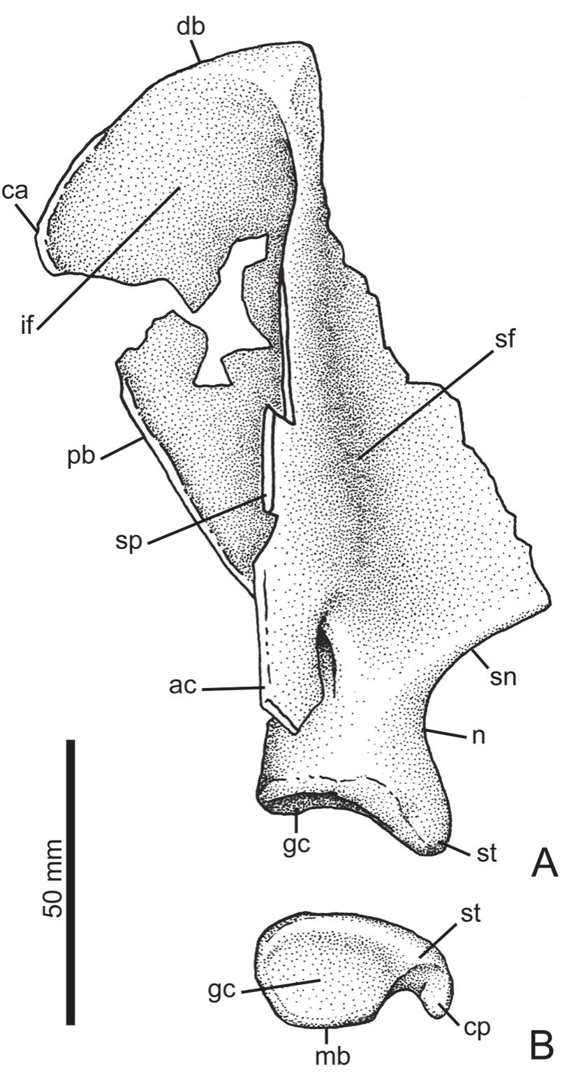 Extreme レコード1st PDF) Osteology of Arctodictis sinclairi (Mammalia
