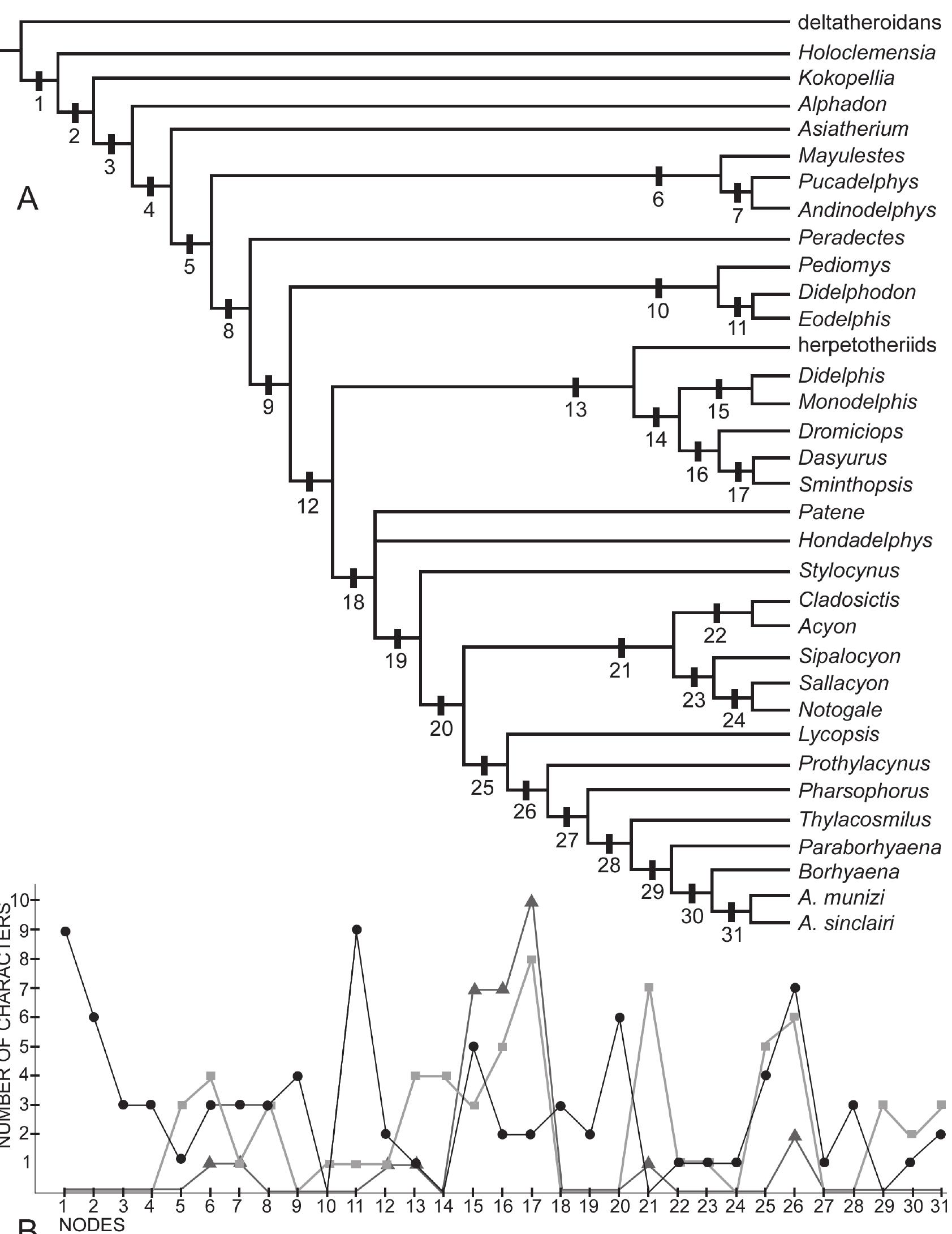 PDF) Osteology of Arctodictis sinclairi (Mammalia, Metatheria