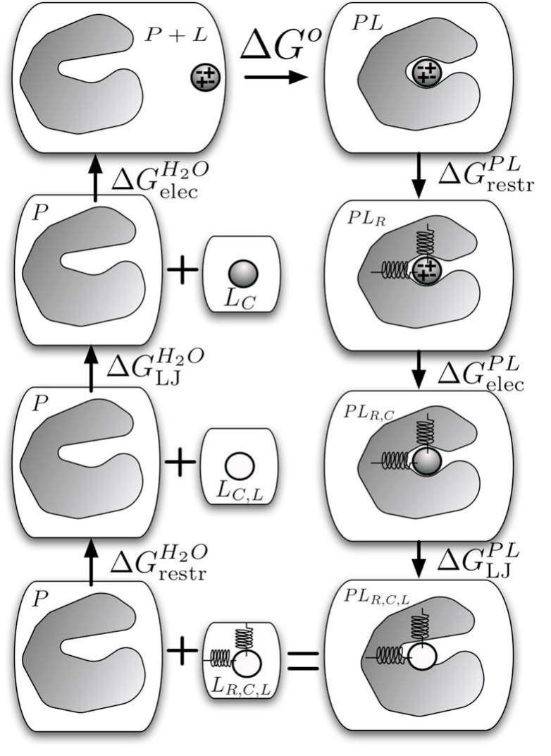 (PDF) On the use of orientational restraints and symmetry corrections ...