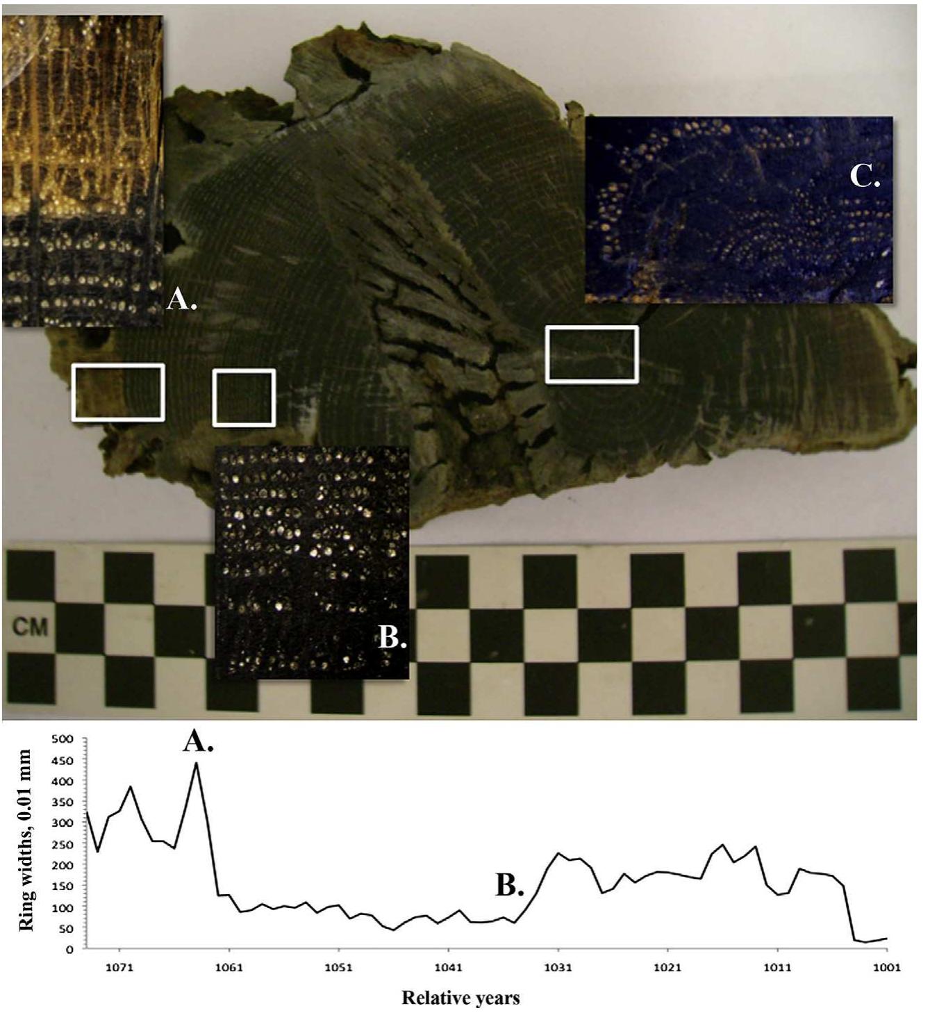 Fig. 3. Photos of sample AKO-1, and graph showing the AKO-1 ring-width measurement sequence (relative years beginning at 1001 from the center of the tree outwards are shown), which features abrupt growth releases due to an injury (A), and abrupt growth declines in both the section’s middle (B) and center (C). The lighter color around the sample’: outer edges gives the appearance of sapwood, but closer inspection revealed it to be only discoloration (photos: B. Lorentzen). 