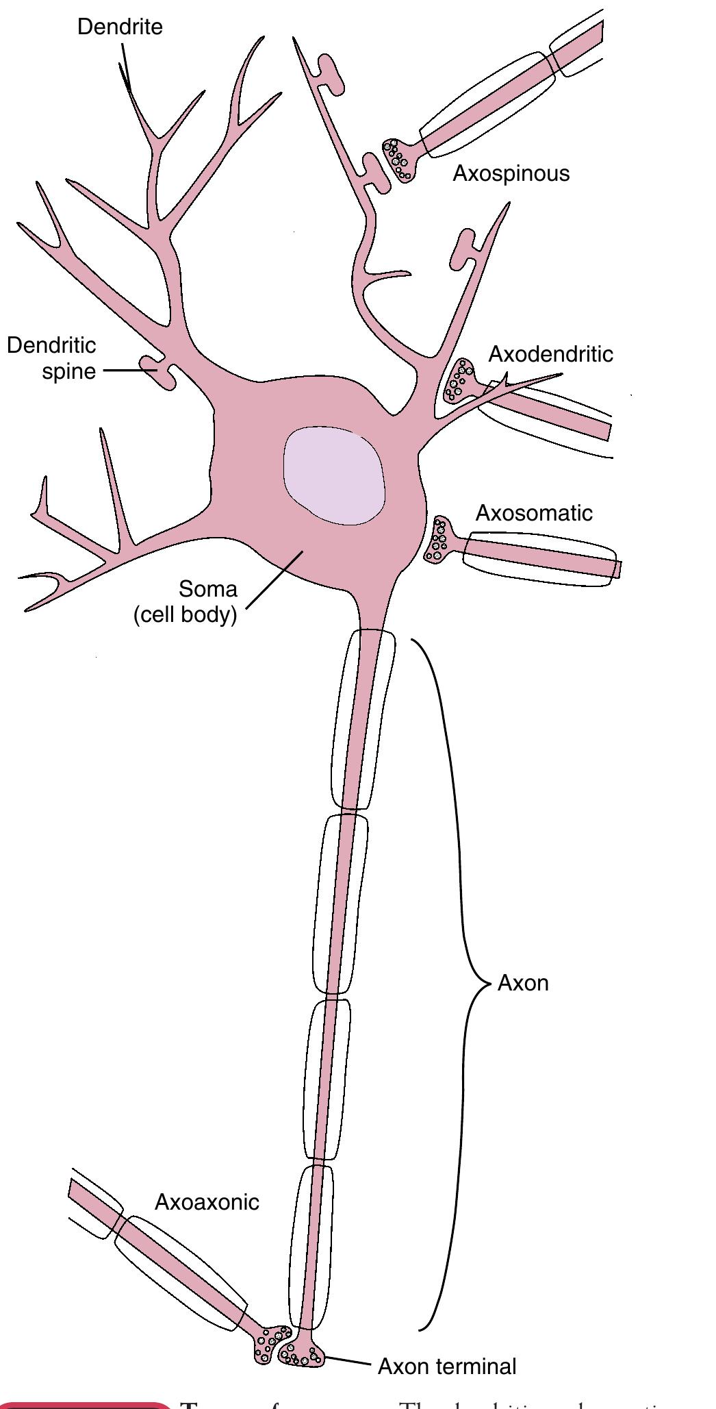 Figure 4 - The Action Potential, Synaptic Transmission, and