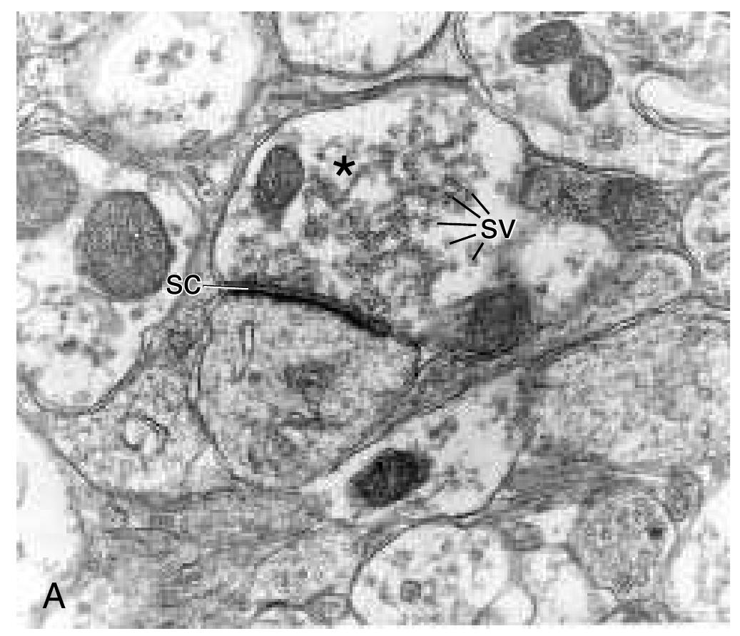 Figure 12 - from The Action Potential, Synaptic