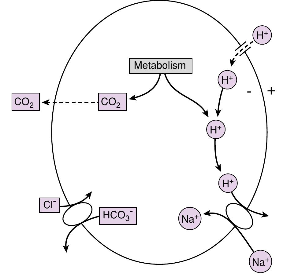 (PDF) Acid-Base Balance