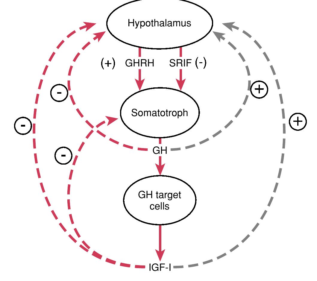 (PDF) The Hypothalamus and the Pituitary Gland