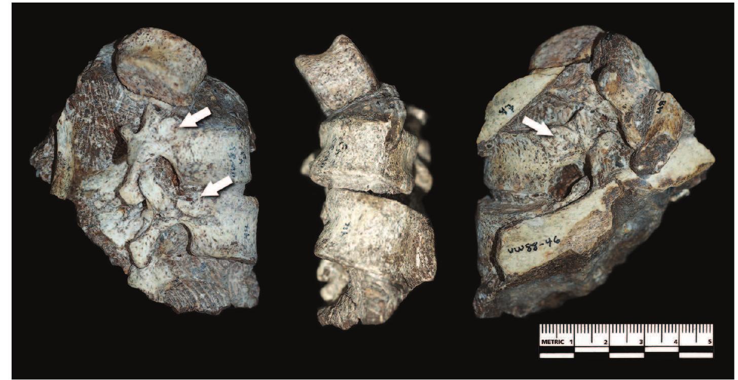 (PDF) The Vertebral Column of Australopithecus sediba