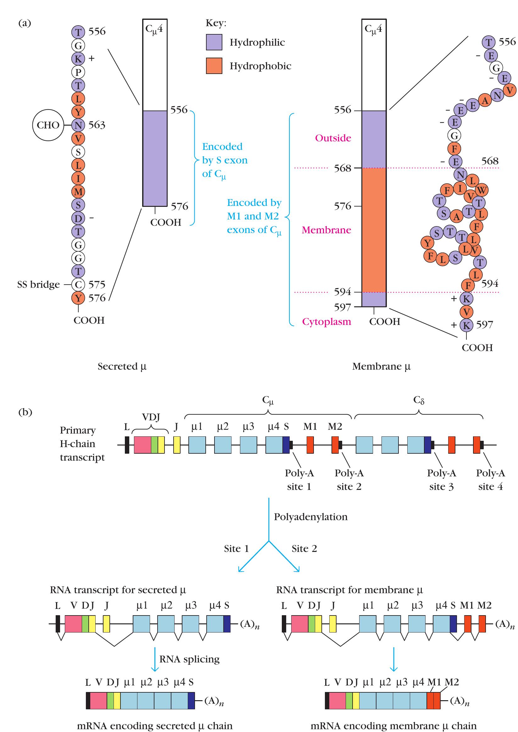 Expression of secreted and membrane forms of the heavy chain