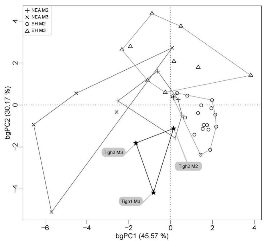 Fig. 5. Between-group PCA (bgPCA) of the Procrustes shape coordinates representing the global enamel-dentine junction conformation of the sec- ond and third lower molars of Tighenif 1 (LRM3) and Tighenif 2 (LLM2 and LLM3), Neanderthals (NEA) and extant humans (EH).  4. Discussion 