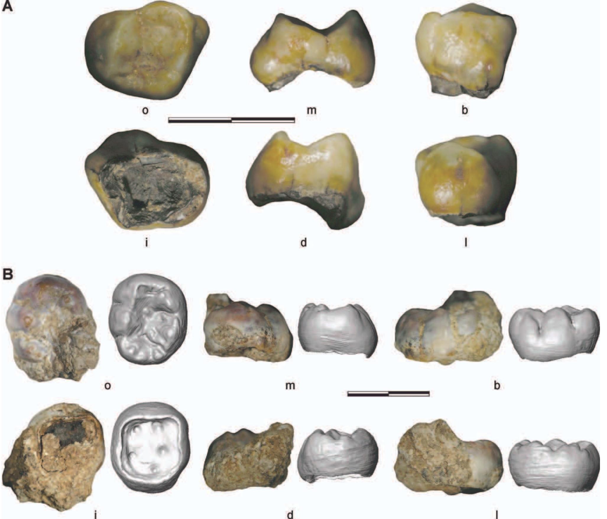 Fig. 1. A: PCG.1 (original) and (B) PCG.2 (original and virtually reconstructed), in occlusal (0), mesial (m), buccal (b), inferior (i), distal (d), and lingual (1) views. Scale bar, 1 cm. [Color figure can be viewed in the online issue, which is available at wiley onlinelibrary.com. | 