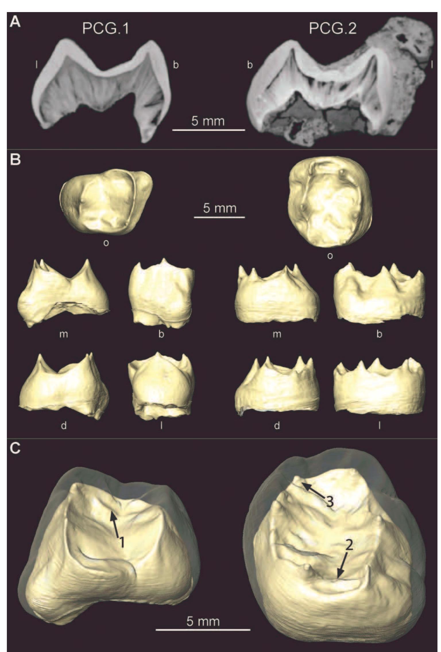 Fig. 2. Microtomographic-based 2-3D imaging of PCG.1 (left column) and PCG.2 (right column). A: Buccolingual sections through the mesial cusps, in PCG.1, and the distal cusps, in PCG.2. The virtual section of PCG.2 includes the still adhering concre: tion. B: Inner crown structure after virtual removal of the enamel cap in occlusal (0), mesial (m), buccal (b), distal (d), and lingua (1) views. C: selected traits expressed at the enamel-dentine junction (enamel rendered in semi-transparency): 1, crest distal to the metacone and protocone, on PCG.1; 2, mid-trigonid crest and, 3, tuwberculum sextum (C6), on PCG.2 (both crowns shown in oblique mesial view). [Color figure can be viewed in the online issue, which is available at wileyonlinelibrary.com. ] 