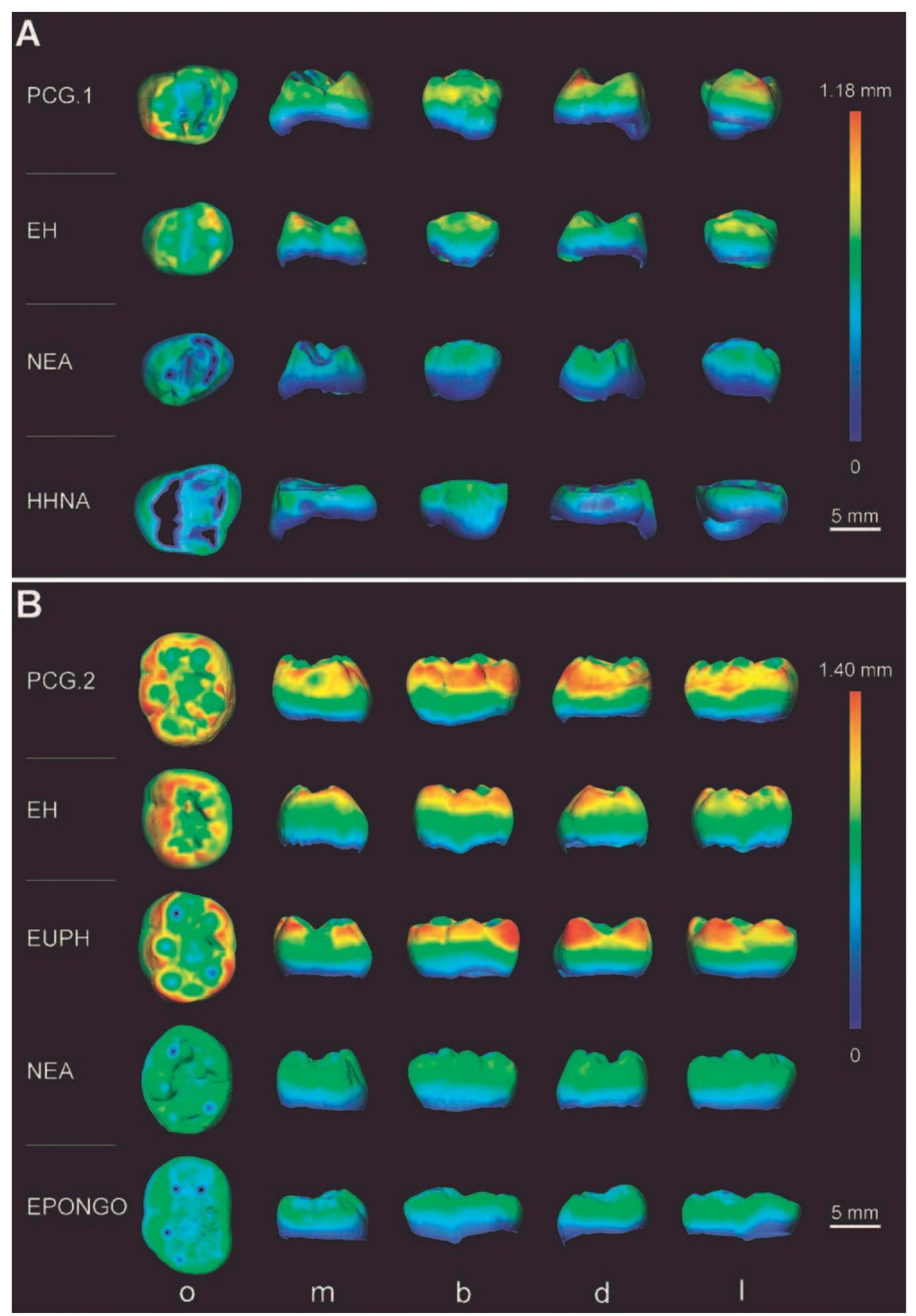 Fig. 3. Comparative enamel thickness cartographies of (A) deciduous upper first molars and (B) deciduous lower second molars rendered in occlusal (0), mesial (m), buccal (b), distal (d), and lingual (1) views by a thickness-related pseudo-color scale (ranging from “thin” dark-blue to “thick” red). PCG.1 (A) and PCG.2 (B) are compared to the virtual maps representing: an extant human (EH; original data), a European Upper Paleolithic human (EUPH; Lm2 from Lagar Velho 1; Bayle et al., 2010), a Neanderthal (NEA; both upper and lower molars from Roc de Marsal; Bayle et al., 2009b, 2010), a H. heidelbergensis from North Africa (HHNA; Tigh-URm1; Zanolli et al., 2010), and an extant Pongo (EPONGO; Lm2, original data). Isolated dark spots correspond to occlusal wear. Independently from their original side, all teeth are shown as left. 
