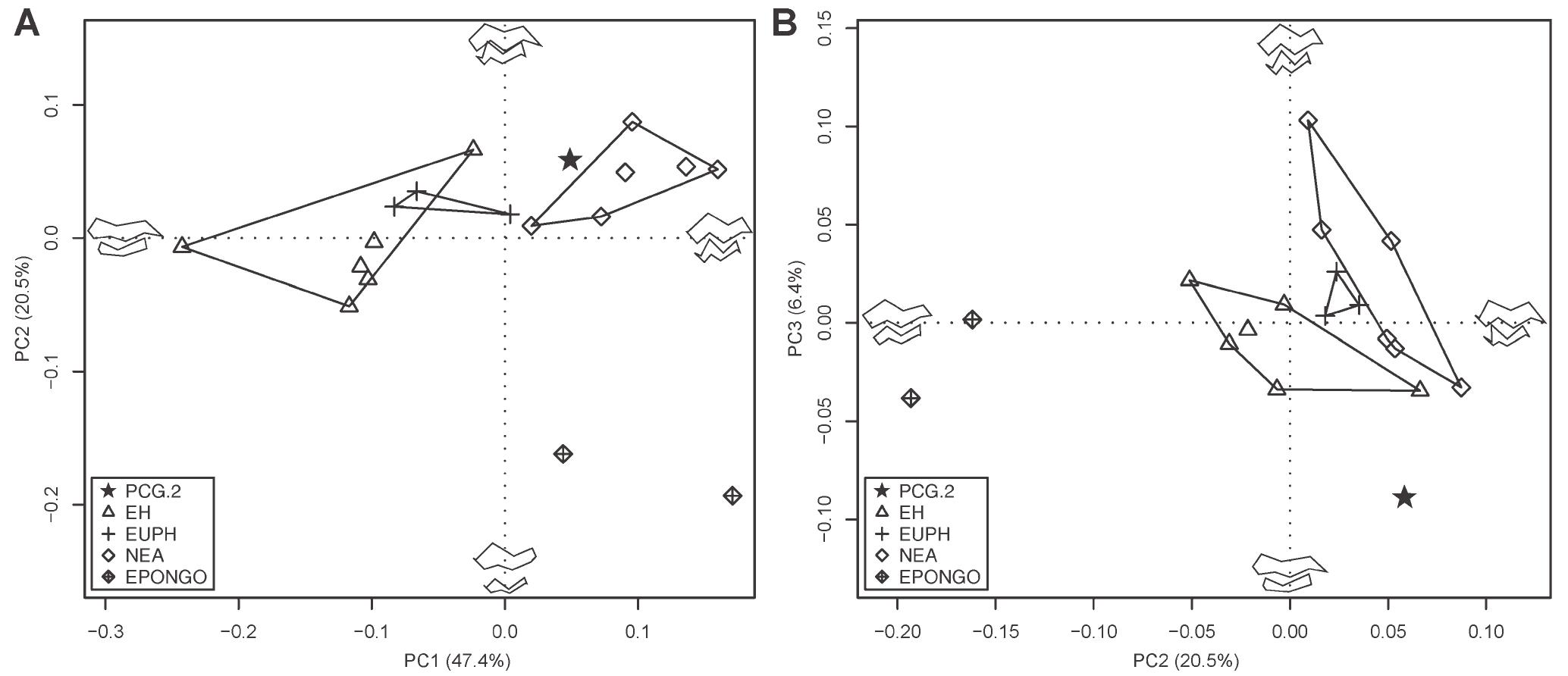 JAVANESE Homo erectus DECIDUOUS MOLARS’ INNER AND OUTER MORPHOLOGY  Fig. 4. Principal component scores for Procrustes-registered form coordinates of the PCG.2 endostructure. A: PC1 vs. PC2; (B) PC2 vs. PC3. The wireframes at the extremities of the axes illustrate the morphological variation trends of the specimens/samples along each principal component. EH, extant humans; EPONGO, extant Pongo; EUPH, European Upper Paleolithic humans; NEA, Neanderthals. 