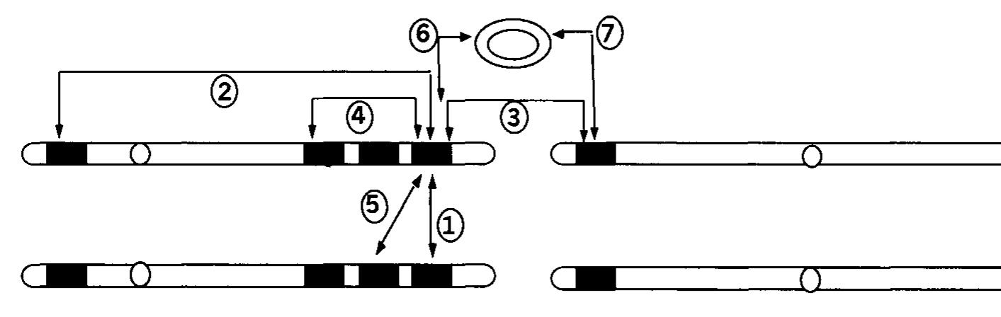 Ty Lesser Telomeric and subtelomeric y’ and x regions, ty transposable